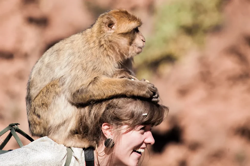 Excursion-de-las-Cascadas-de-Ouzoud-desde-Marrakech.jpg